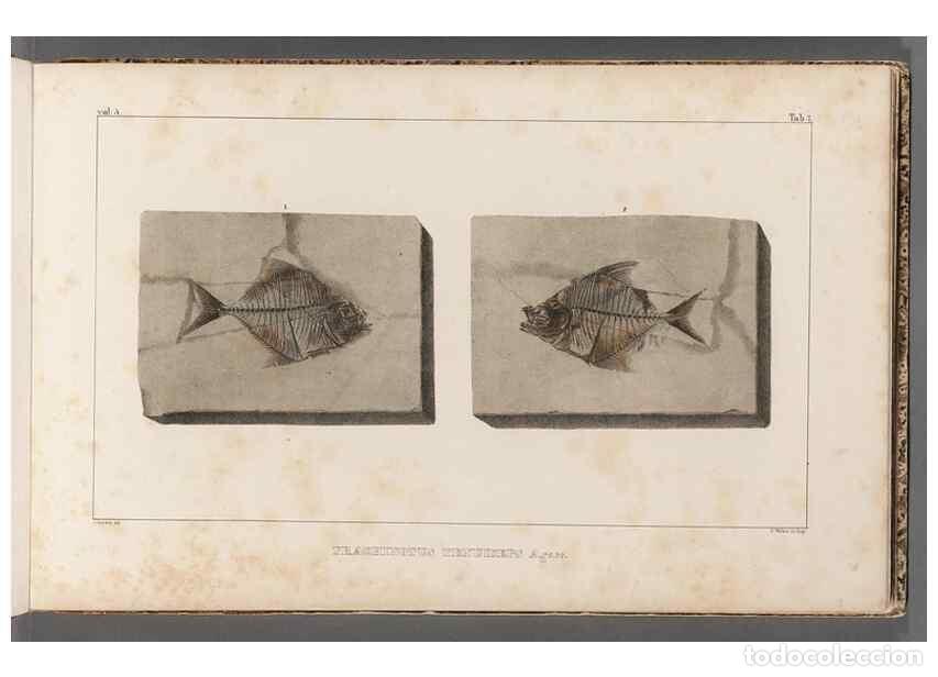 Collezionismo di Riviste e Giornali: Reproducci&oacute;n/Reproduction 49640567857: Recherches sur les poissons fossiles ... /. Neuchatel :Petitp