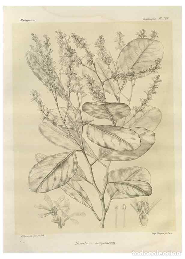 Collection Magazines and Newspapers: Reproducci&oacute;n/Reproduction 49786193112: Histoire physique, naturelle, et politique de Madagascar. Par