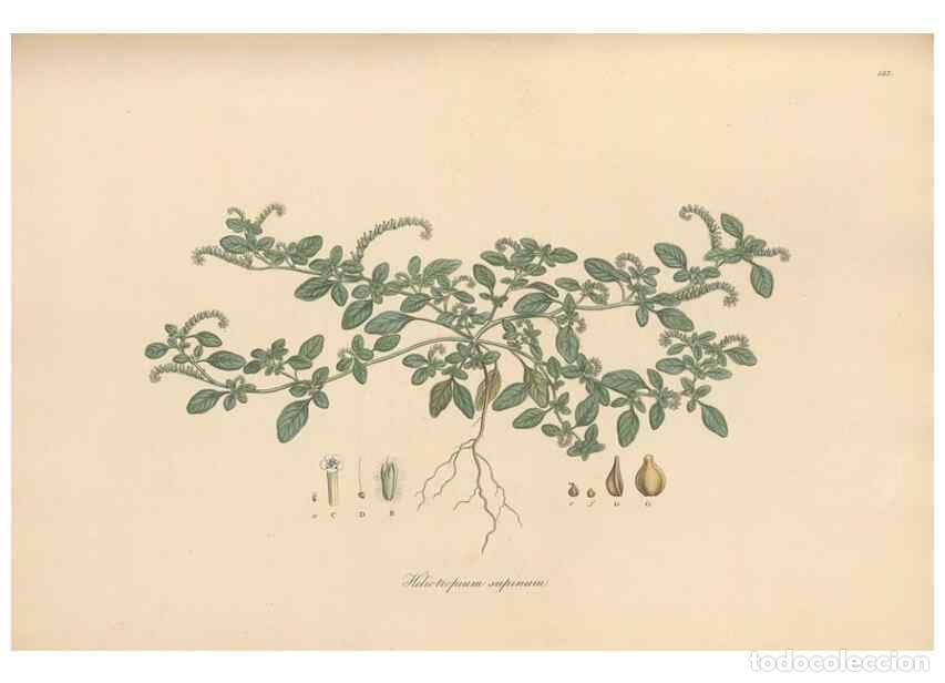 Collection Magazines and Newspapers: Reproducci&oacute;n/Reproduction 49556878091: Flora Graeca, sive, Plantarum rariorum historia, quas in prov