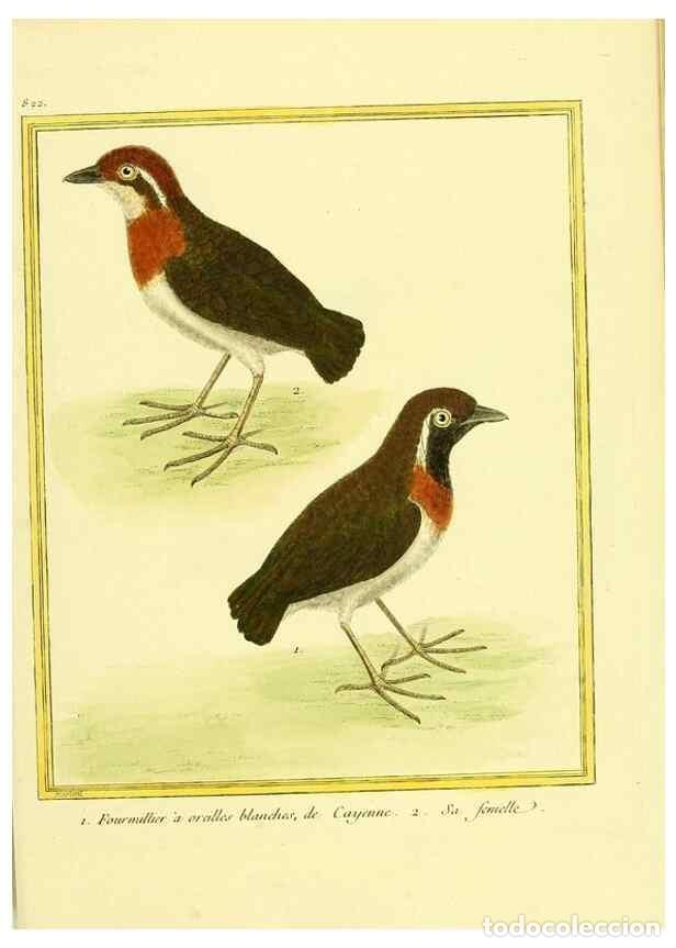 Collection Magazines and Newspapers: Reproducci&oacute;n/Reproduction 49640453966: Planches enlumin&eacute;es d'histoire naturelle. Paris? :s.n.,1765-1