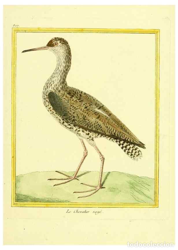 Collection Magazines and Newspapers: Reproducci&oacute;n/Reproduction 49639932728: Planches enlumin&eacute;es d'histoire naturelle. Paris? :s.n.,1765-1