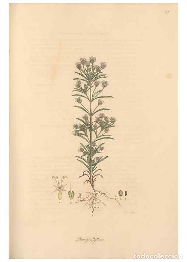 Collection Magazines and Newspapers: Reproducci&oacute;n/Reproduction 49556875336: Flora Graeca, sive, Plantarum rariorum historia, quas in prov