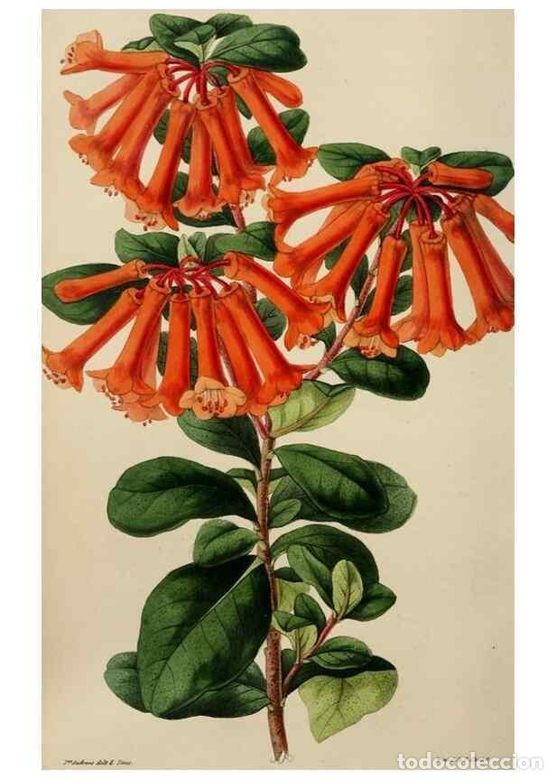 Collection Magazines and Newspapers: Reproducci&oacute;n/Reproduction 49784817011: The florist, fruitist, and garden miscellany.. London :Chapma