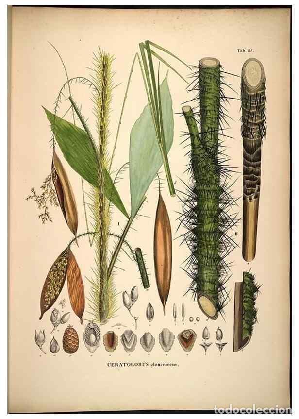 Collection Magazines and Newspapers: Reproducci&oacute;n/Reproduction 49785062336: Historia naturalis palmarum. Lipsiae: T.O. Weigel, [1823-50].