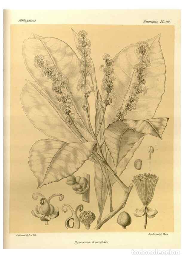 Collection Magazines and Newspapers: Reproducci&oacute;n/Reproduction 49786234927: Histoire physique, naturelle, et politique de Madagascar. Par