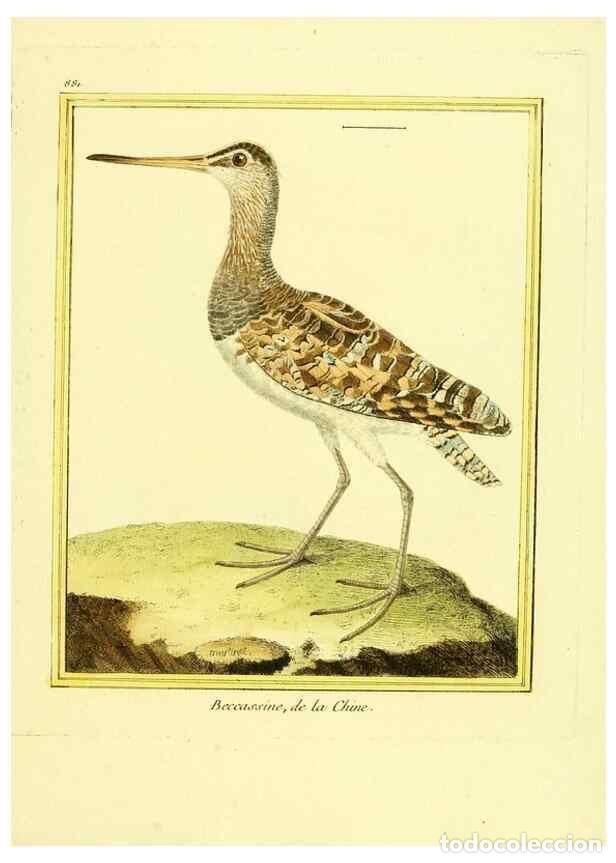 Collection Magazines and Newspapers: Reproducci&oacute;n/Reproduction 49639950988: Planches enlumin&eacute;es d'histoire naturelle. Paris? :s.n.,1765-1