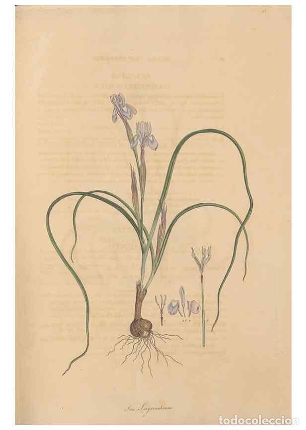 Collection Magazines and Newspapers: Reproducci&oacute;n/Reproduction 49557011987: Flora Graeca, sive, Plantarum rariorum historia, quas in prov