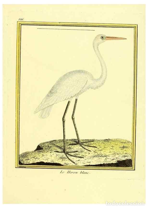 Collezionismo di Riviste e Giornali: Reproducci&oacute;n/Reproduction 49639952533: Planches enlumin&eacute;es d'histoire naturelle. Paris? :s.n.,1765-1