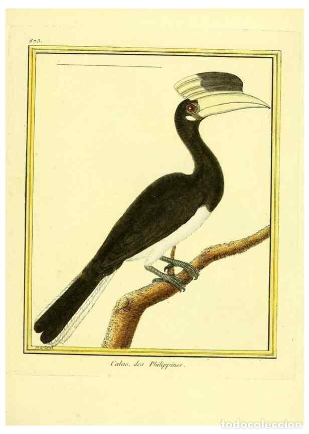 Collezionismo di Riviste e Giornali: Reproducci&oacute;n/Reproduction 49640471351: Planches enlumin&eacute;es d'histoire naturelle. Paris? :s.n.,1765-1