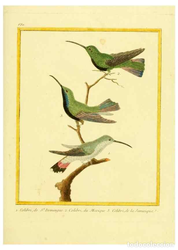 Collezionismo di Riviste e Giornali: Reproducci&oacute;n/Reproduction 49640378147: Planches enlumin&eacute;es d'histoire naturelle. Paris? :s.n.,1765-1