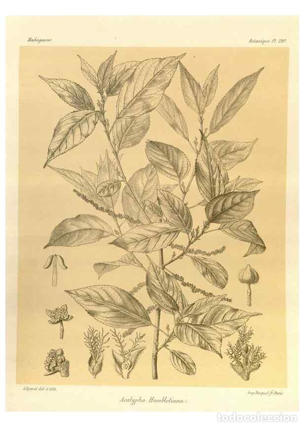 Collezionismo di Riviste e Giornali: Reproducci&oacute;n/Reproduction 49785380273: Histoire physique, naturelle, et politique de Madagascar. Par