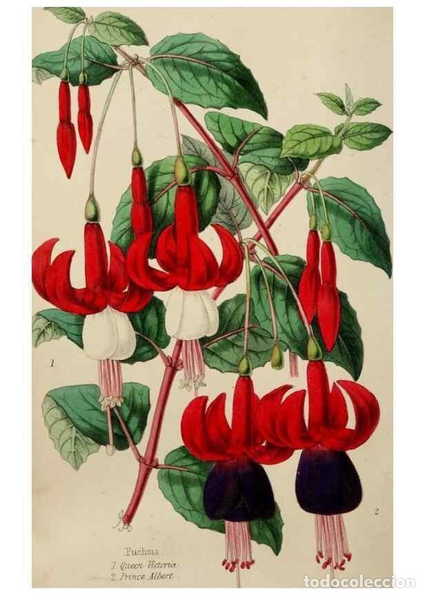 Collezionismo di Riviste e Giornali: Reproducci&oacute;n/Reproduction 49785140497: The florist, fruitist, and garden miscellany.. London :Chapma