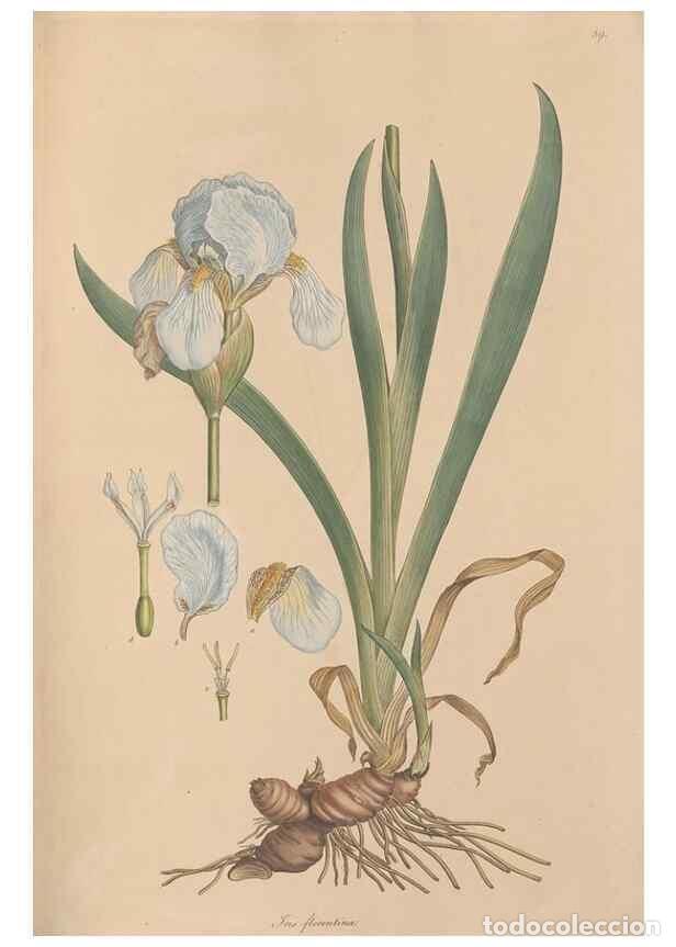 Collezionismo di Riviste e Giornali: Reproducci&oacute;n/Reproduction 49556277573: Flora Graeca, sive, Plantarum rariorum historia, quas in prov