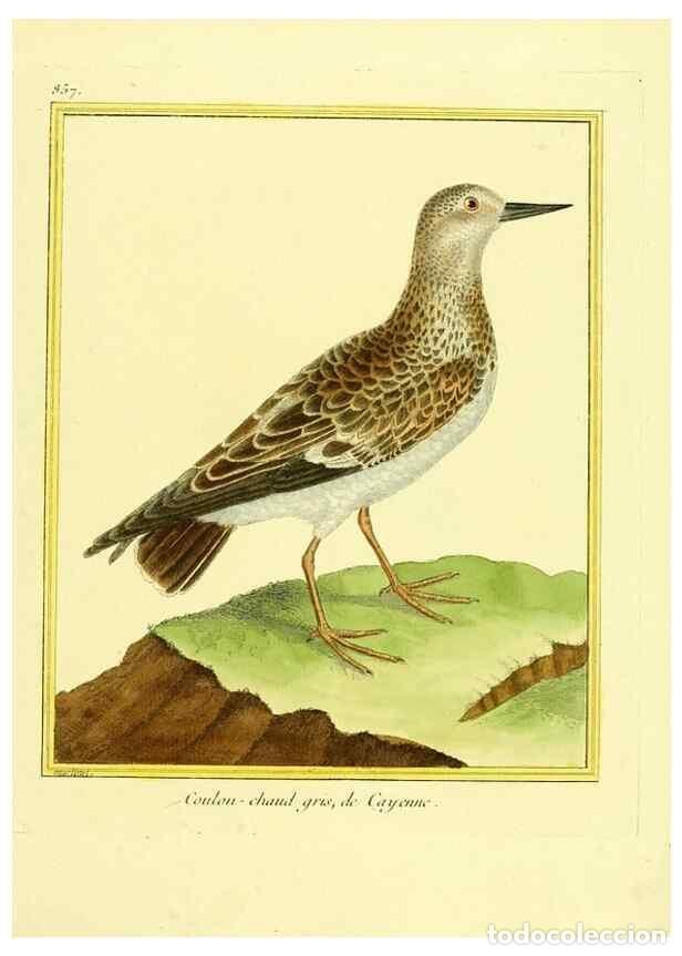 Collezionismo di Riviste e Giornali: Reproducci&oacute;n/Reproduction 49639942983: Planches enlumin&eacute;es d'histoire naturelle. Paris? :s.n.,1765-1