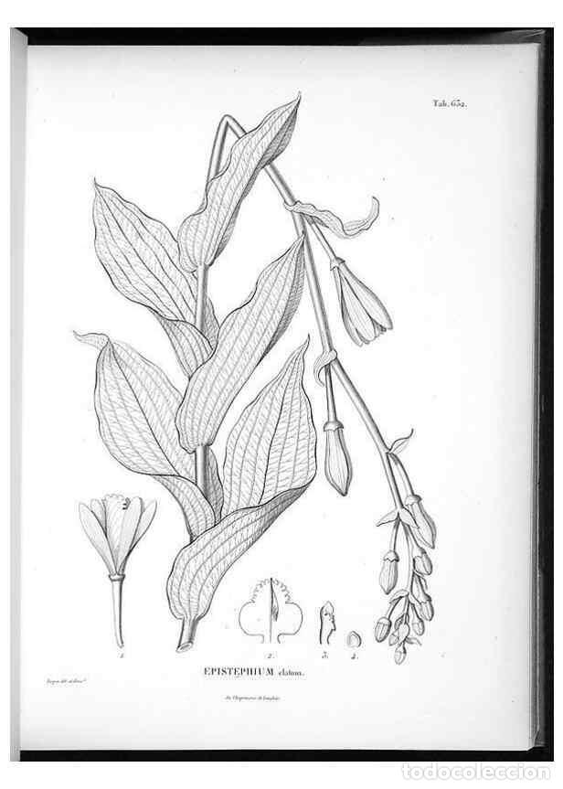 Collezionismo di Riviste e Giornali: Reproducci&oacute;n/Reproduction 49556903127: Nova genera et species plantarum :. Antverpiae :Ex officina C