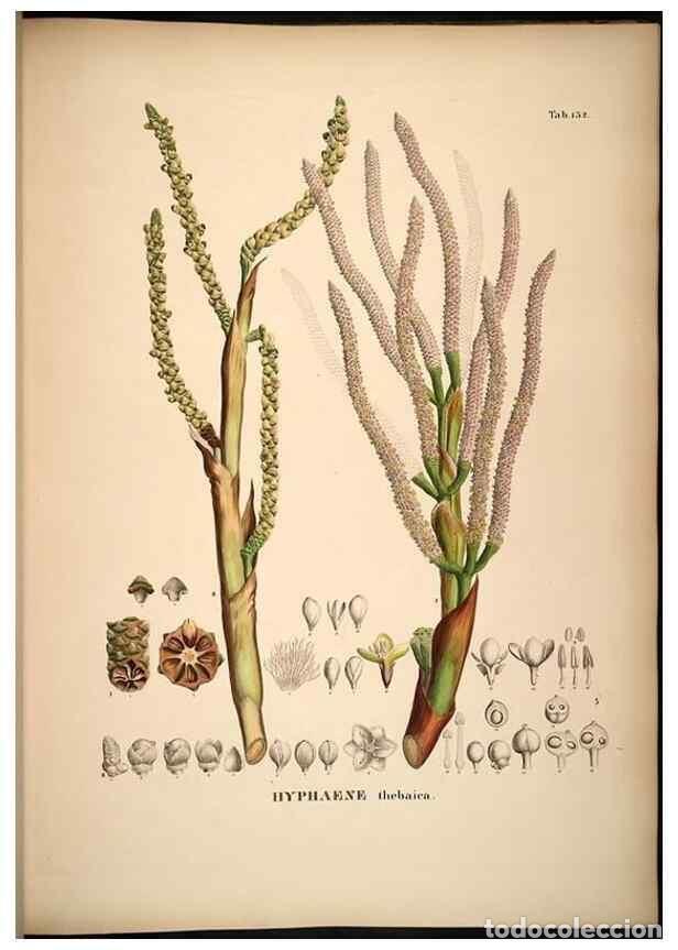 Collezionismo di Riviste e Giornali: Reproducci&oacute;n/Reproduction 49785065296: Historia naturalis palmarum. Lipsiae: T.O. Weigel, [1823-50].