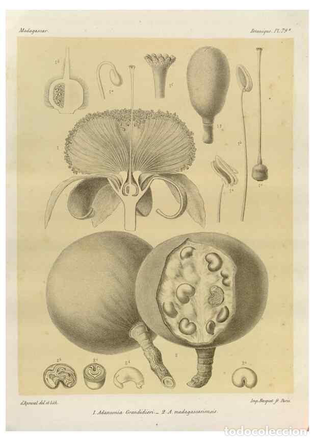 Collezionismo di Riviste e Giornali: Reproducci&oacute;n/Reproduction 49785318303: Histoire physique, naturelle, et politique de Madagascar. Par