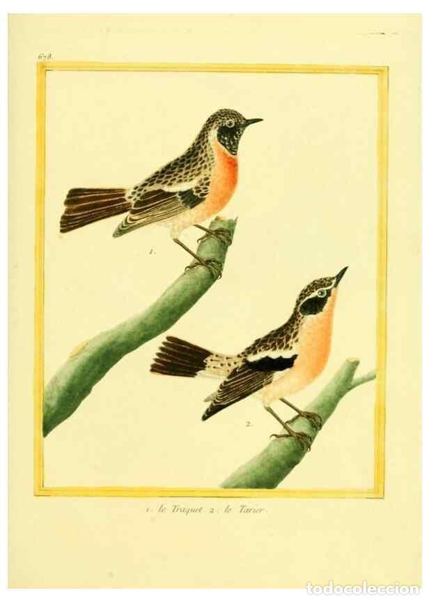 Collezionismo di Riviste e Giornali: Reproducci&oacute;n/Reproduction 49639580813: Planches enlumin&eacute;es d'histoire naturelle. Paris? :s.n.,1765-1