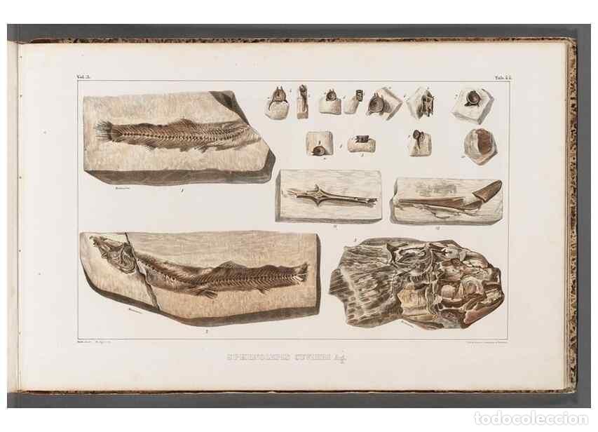 Collezionismo di Riviste e Giornali: Reproducci&oacute;n/Reproduction 49640308841: Recherches sur les poissons fossiles ... /. Neuchatel :Petitp