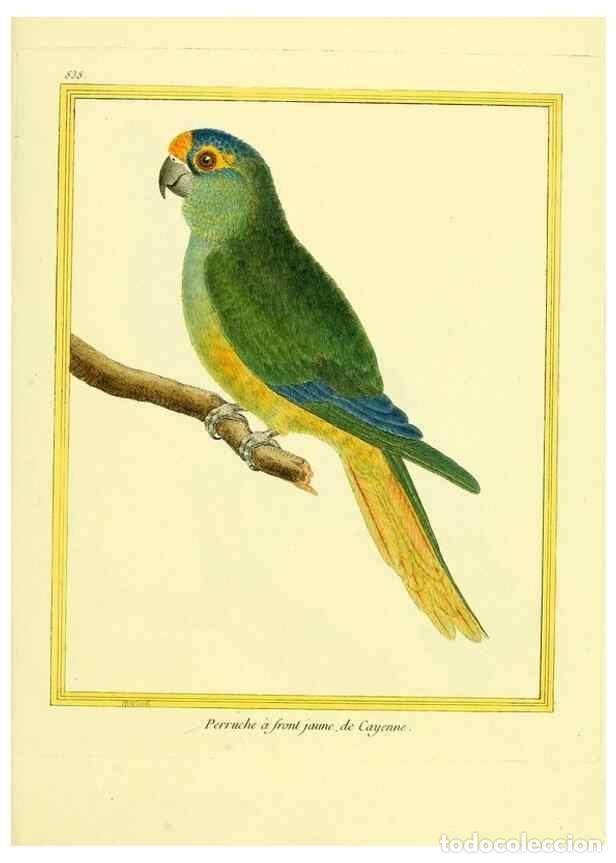 Collezionismo di Riviste e Giornali: Reproducci&oacute;n/Reproduction 49640732322: Planches enlumin&eacute;es d'histoire naturelle. Paris? :s.n.,1765-1