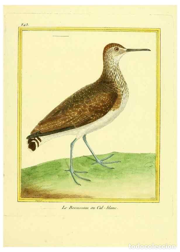 Collezionismo di Riviste e Giornali: Reproducci&oacute;n/Reproduction 49640733992: Planches enlumin&eacute;es d'histoire naturelle. Paris? :s.n.,1765-1