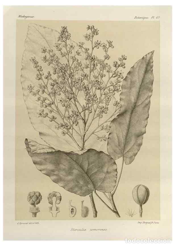 Collezionismo di Riviste e Giornali: Reproducci&oacute;n/Reproduction 49785313668: Histoire physique, naturelle, et politique de Madagascar. Par