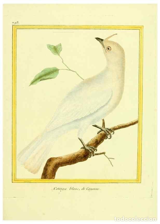 Collectionnisme de Revues et Journaux: Reproducci&oacute;n/Reproduction 49640152151: Planches enlumin&eacute;es d'histoire naturelle. Paris? :s.n.,1765-1