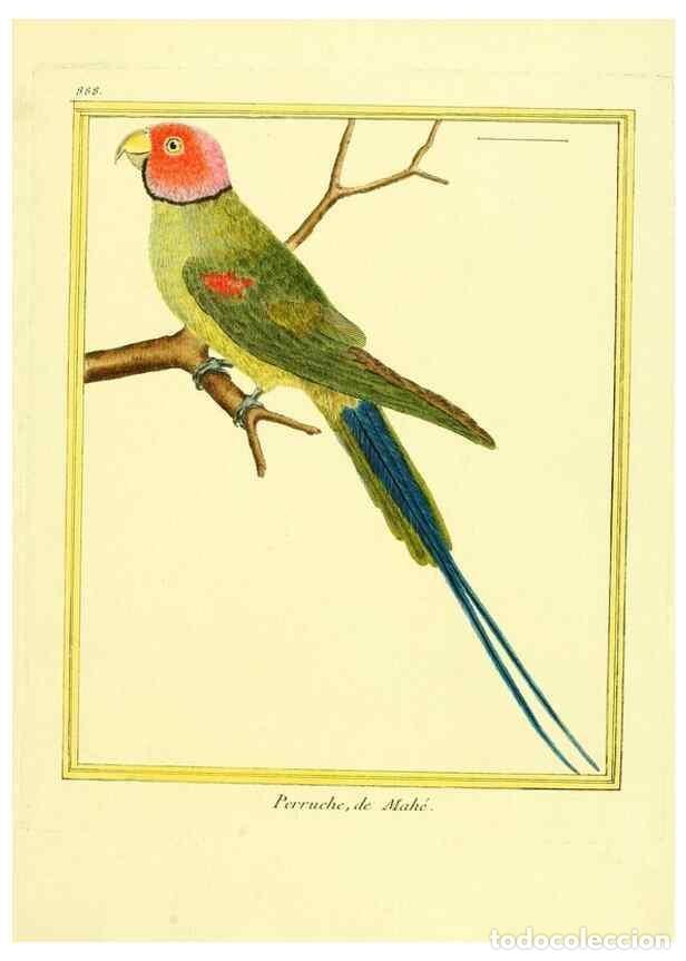 Collectionnisme de Revues et Journaux: Reproducci&oacute;n/Reproduction 49640475991: Planches enlumin&eacute;es d'histoire naturelle. Paris? :s.n.,1765-1