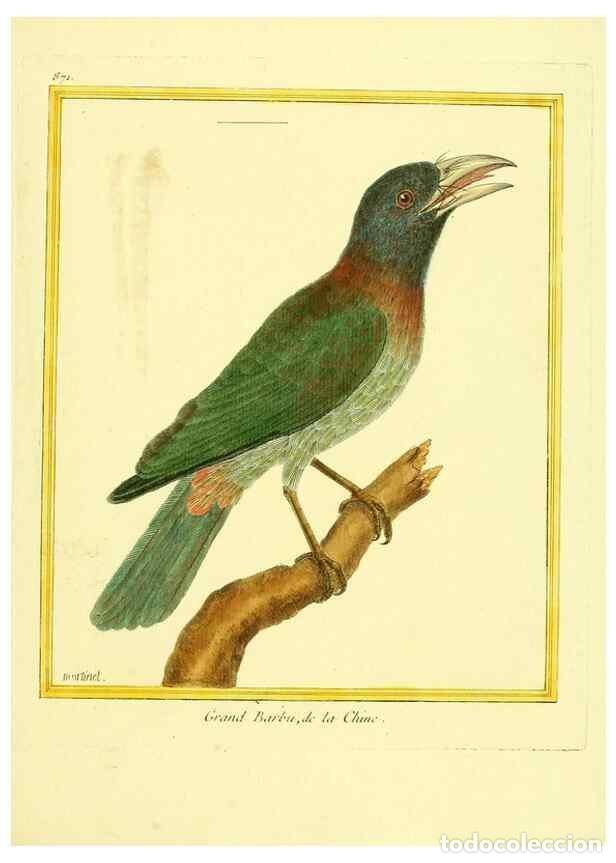 Collectionnisme de Revues et Journaux: Reproducci&oacute;n/Reproduction 49639947733: Planches enlumin&eacute;es d'histoire naturelle. Paris? :s.n.,1765-1