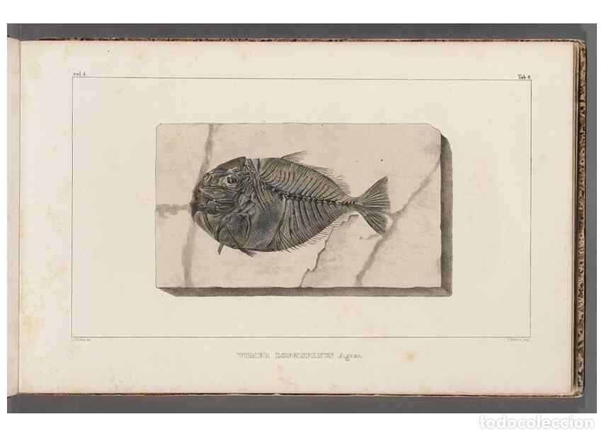 Collectionnisme de Revues et Journaux: Reproducci&oacute;n/Reproduction 49639771073: Recherches sur les poissons fossiles ... /. Neuchatel :Petitp