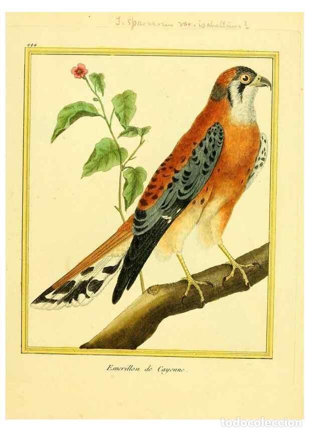 Collectionnisme de Revues et Journaux: Reproducci&oacute;n/Reproduction 49639307498: Planches enlumin&eacute;es d'histoire naturelle. Paris? :s.n.,1765-1