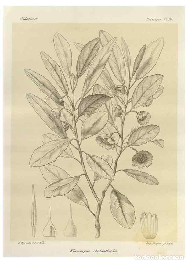 Collectionnisme de Revues et Journaux: Reproducci&oacute;n/Reproduction 49785861156: Histoire physique, naturelle, et politique de Madagascar. Par