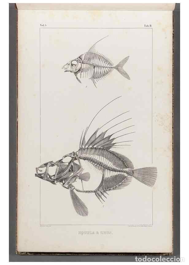 Collectionnisme de Revues et Journaux: Reproducci&oacute;n/Reproduction 49640289606: Recherches sur les poissons fossiles ... /. Neuchatel :Petitp