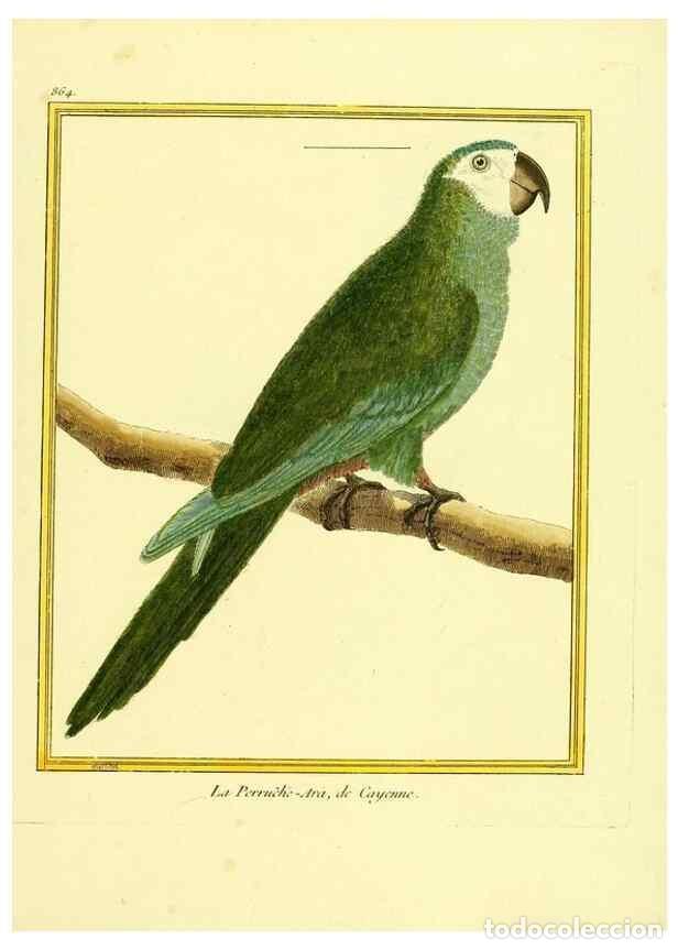 Collectionnisme de Revues et Journaux: Reproducci&oacute;n/Reproduction 49640468461: Planches enlumin&eacute;es d'histoire naturelle. Paris? :s.n.,1765-1