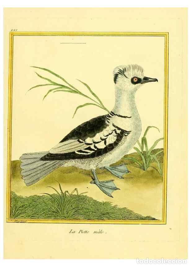 Collectionnisme de Revues et Journaux: Reproducci&oacute;n/Reproduction 49640107547: Planches enlumin&eacute;es d'histoire naturelle. Paris? :s.n.,1765-1