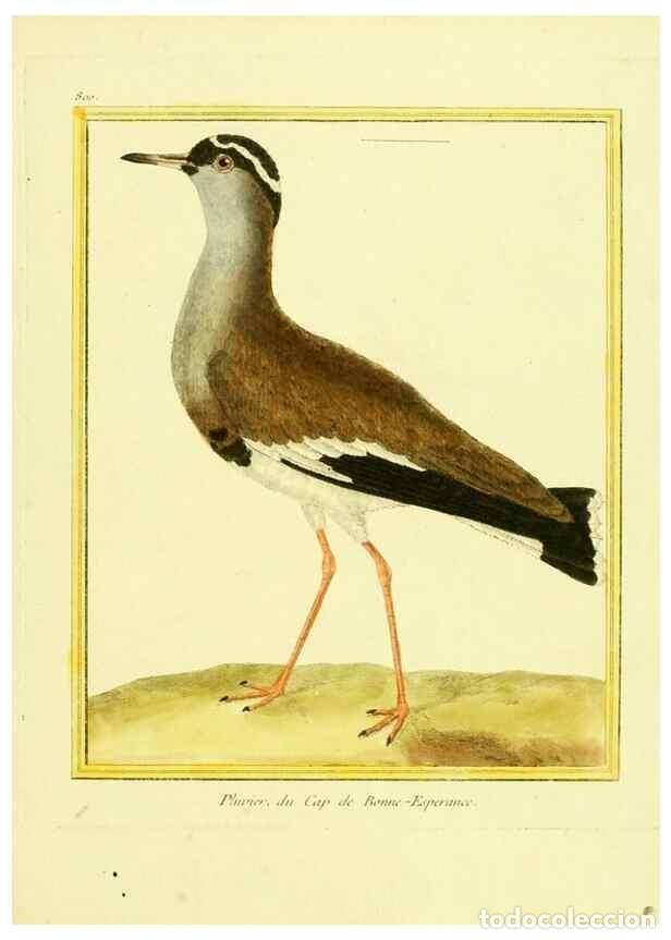 Collectionnisme de Revues et Journaux: Reproducci&oacute;n/Reproduction 49639630898: Planches enlumin&eacute;es d'histoire naturelle. Paris? :s.n.,1765-1