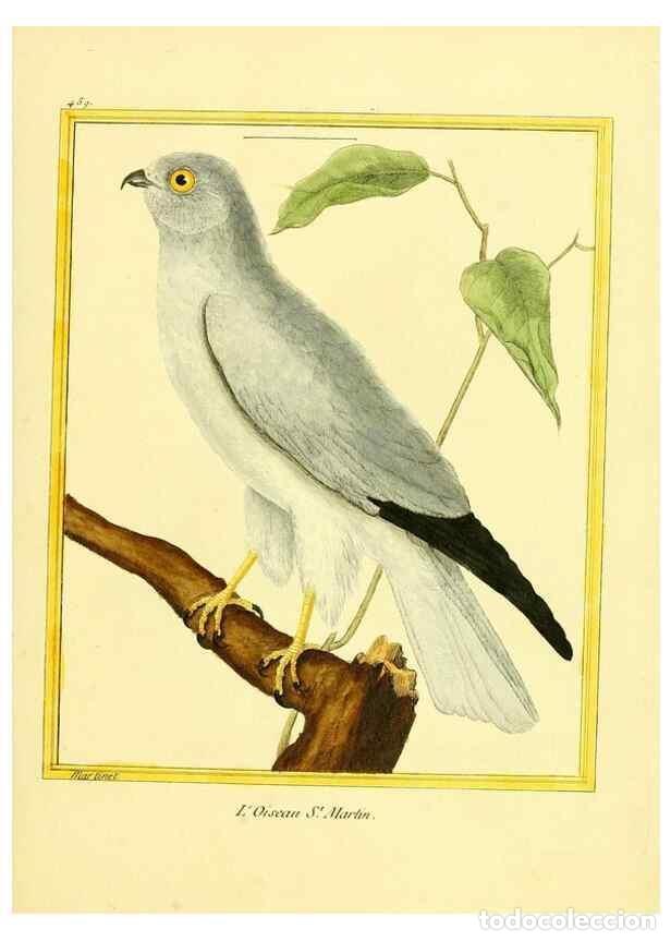 Collectionnisme de Revues et Journaux: Reproducci&oacute;n/Reproduction 49639838316: Planches enlumin&eacute;es d'histoire naturelle. Paris? :s.n.,1765-1