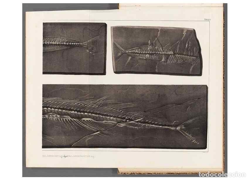 Collezionismo di Riviste e Giornali: Reproducci&oacute;n/Reproduction 49639780918: Recherches sur les poissons fossiles ... /. Neuchatel :Petitp