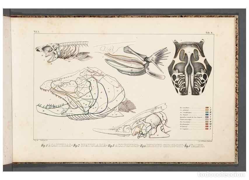 Collezionismo di Riviste e Giornali: Reproducci&oacute;n/Reproduction 49640503672: Recherches sur les poissons fossiles ... /. Neuchatel :Petitp