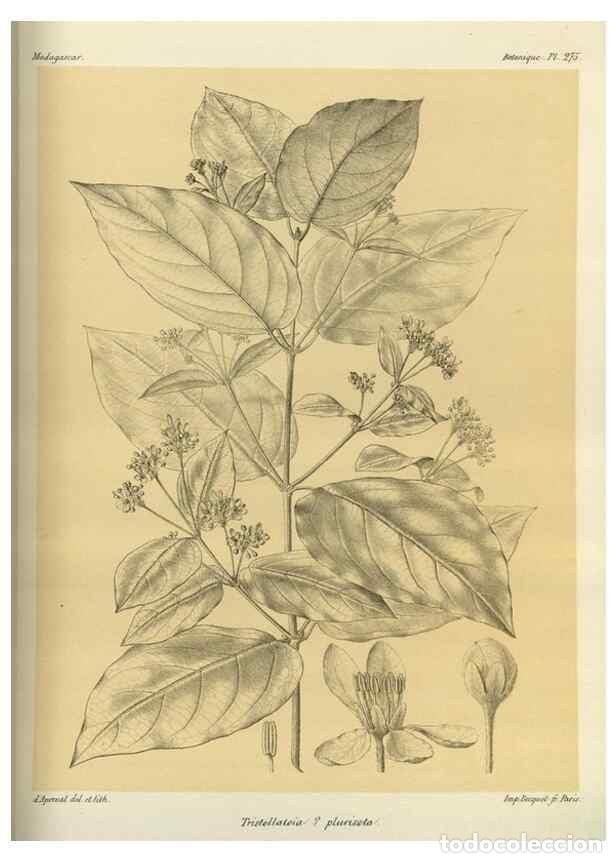 Collezionismo di Riviste e Giornali: Reproducci&oacute;n/Reproduction 49786349937: Histoire physique, naturelle, et politique de Madagascar. Par