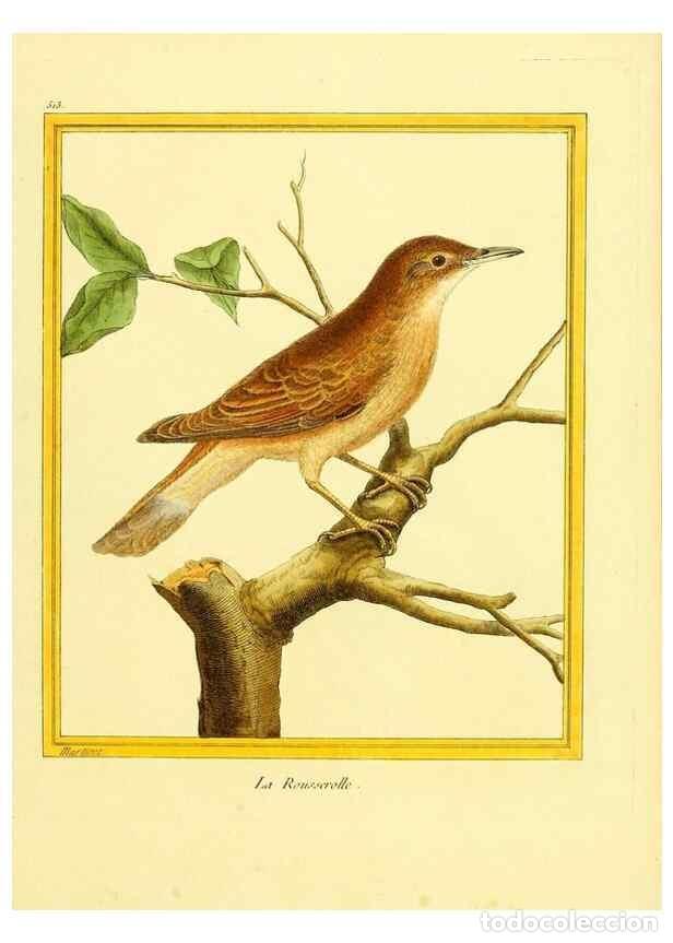 Collezionismo di Riviste e Giornali: Reproducci&oacute;n/Reproduction 49640282417: Planches enlumin&eacute;es d'histoire naturelle. Paris? :s.n.,1765-1