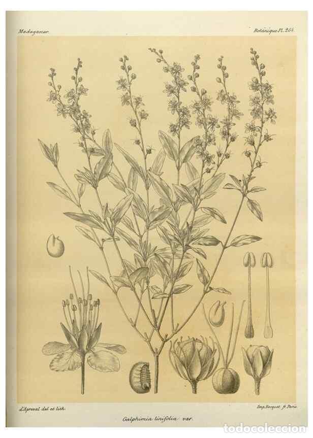 Collezionismo di Riviste e Giornali: Reproducci&oacute;n/Reproduction 49786026076: Histoire physique, naturelle, et politique de Madagascar. Par