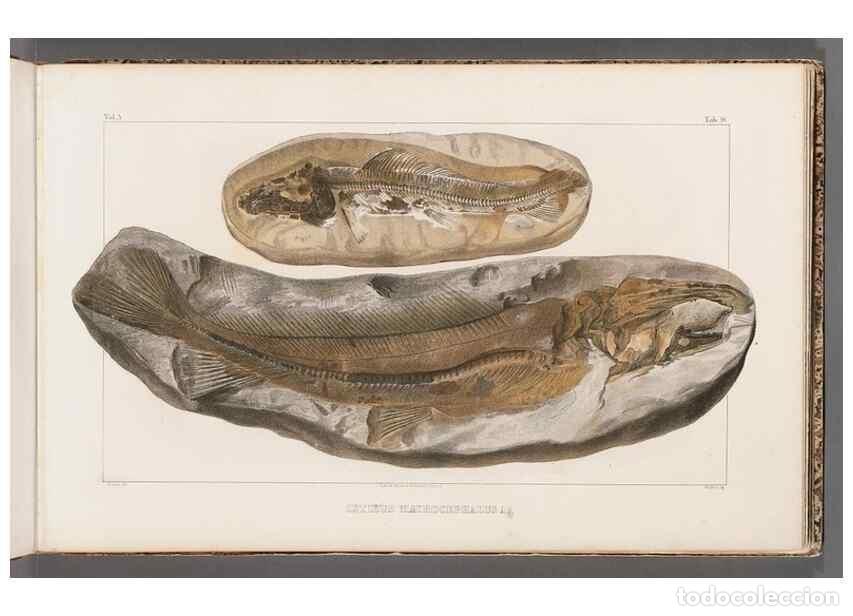 Collezionismo di Riviste e Giornali: Reproducci&oacute;n/Reproduction 49640570877: Recherches sur les poissons fossiles ... /. Neuchatel :Petitp