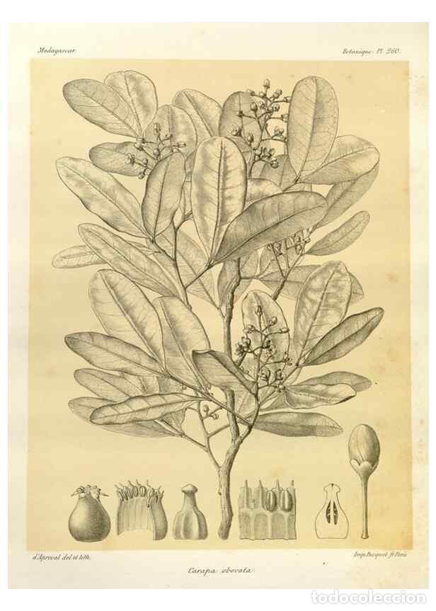 Collezionismo di Riviste e Giornali: Reproducci&oacute;n/Reproduction 49785946356: Histoire physique, naturelle, et politique de Madagascar. Par