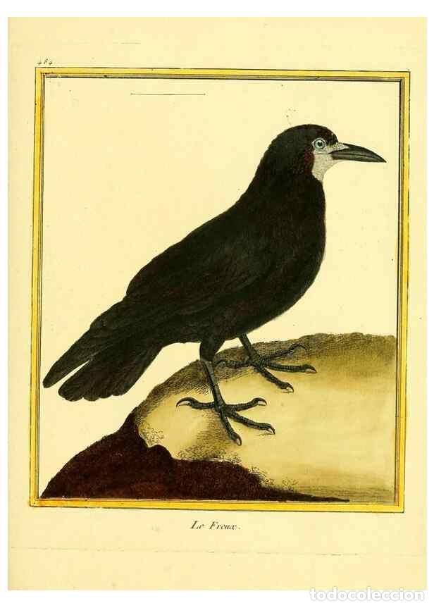 Collezionismo di Riviste e Giornali: Reproducci&oacute;n/Reproduction 49640119642: Planches enlumin&eacute;es d'histoire naturelle. Paris? :s.n.,1765-1