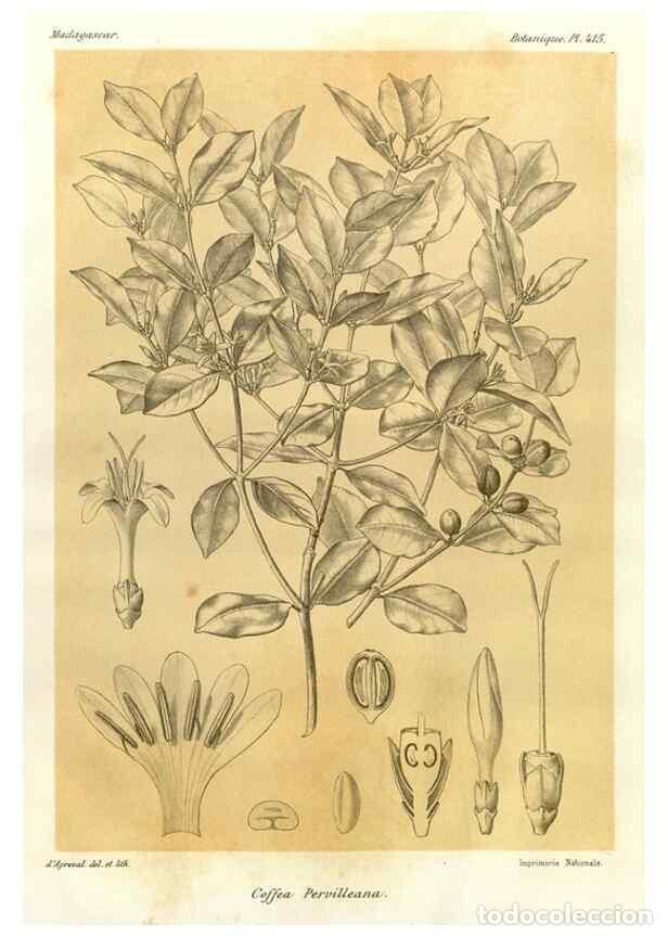 Collezionismo di Riviste e Giornali: Reproducci&oacute;n/Reproduction 49786104421: Histoire physique, naturelle, et politique de Madagascar. Par