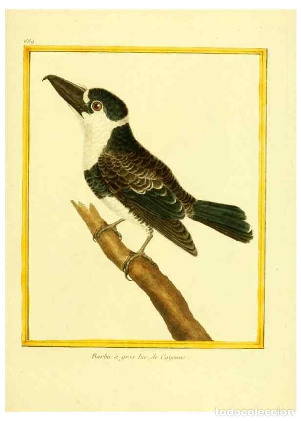 Collectionnisme de Revues et Journaux: Reproducci&oacute;n/Reproduction 49640379957: Planches enlumin&eacute;es d'histoire naturelle. Paris? :s.n.,1765-1