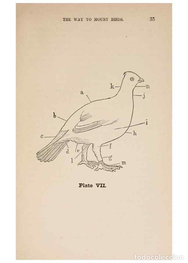 Collectionnisme de Revues et Journaux: Reproducci&oacute;n/Reproduction 49786326372: The naturalist's guide in collecting and preserving objects o