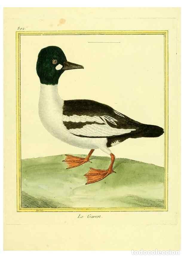 Collectionnisme de Revues et Journaux: Reproducci&oacute;n/Reproduction 49640446671: Planches enlumin&eacute;es d'histoire naturelle. Paris? :s.n.,1765-1