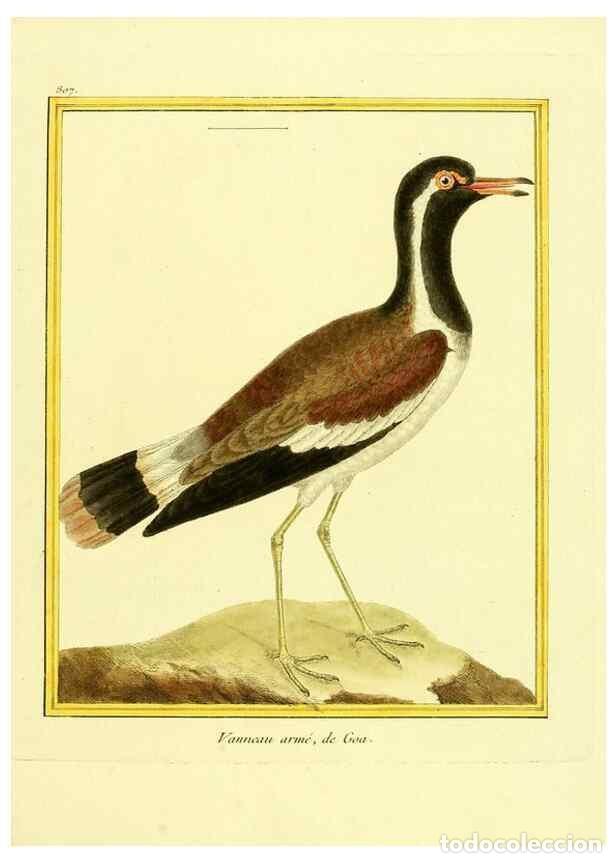 Collectionnisme de Revues et Journaux: Reproducci&oacute;n/Reproduction 49640448556: Planches enlumin&eacute;es d'histoire naturelle. Paris? :s.n.,1765-1